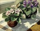 African Violets