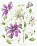 Clematis