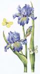 May Iris