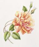 Peach Rose 11