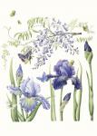 Iris & Wisteria