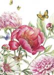 Paeonia