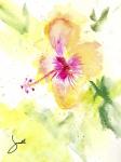 Hibiscus