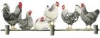 Hens, White Background