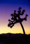 Joshua Tree I