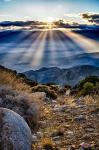 Joshua Trees Sunset