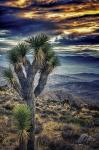 Joshua Tree Sunset