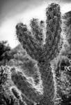 Cactus Close-up