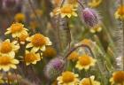 Antelope Valley Wildfowers