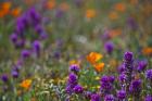 Poppies Purple Forground