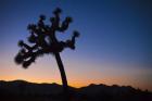 Joshua Tree II