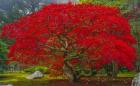 Japanese Maple In Autumn