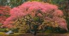 Japanese Maple Tree 1