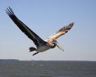 Pelican