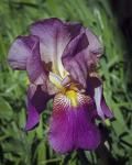 Iris  #3