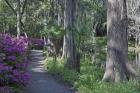 Middleton Place 8, SC