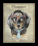 Dachshund