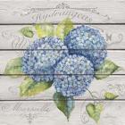 Blue Hydrangeas