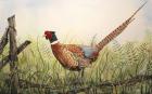 Glorious Pheasant