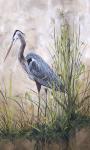 In The Reeds - Blue Heron - B