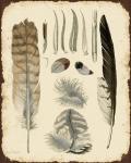 Vintage Feather Study - A