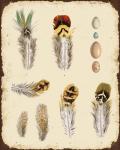 Vintage Feather Study - D