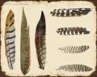 Vintage Feather Study - F