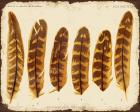 Vintage Feather Study - G