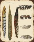 Vintage Feather Study - J