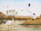 Whooping Cranes - A