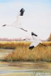 Whooping Cranes - C