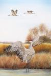 Sandhill Cranes - C