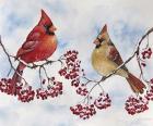 Cardinal And Winter Berries - C