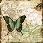Inspirational Butterflies - C