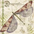 Dragonfly Daydreams B