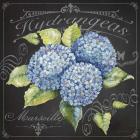 Hydrangeas 1