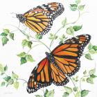 Summertime Butterflies B