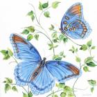 Summertime Butterflies C