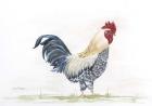 Rooster In Watercolor