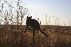 Cats on Fence