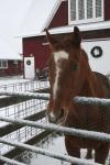 Horse in Winter