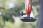 Hummingbird 2