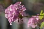 Pink Flowers