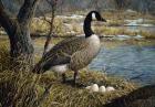 Canadian Goose