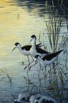 Elegant Trio - Blacknecked Stilts