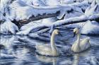 Tundra Swans