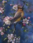 Cedar Waxwing