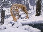 Silent Hunter- Siberian Tiger