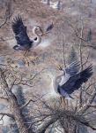 Nesting Time - Great Blue Herons