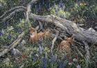 Fawns And Flowers